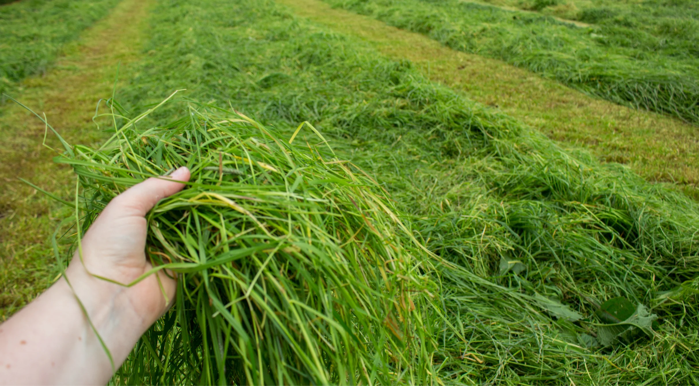 5. Silage Banner